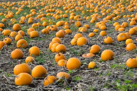 Field of pumpkins Stock Photos