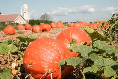 Field Pumpkins Stock Photos