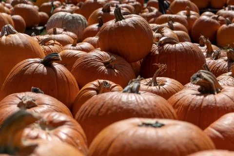 Field of pumpkins ready for Fall 스톡 사진