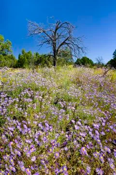 Field of Purple Asters Stock Photos