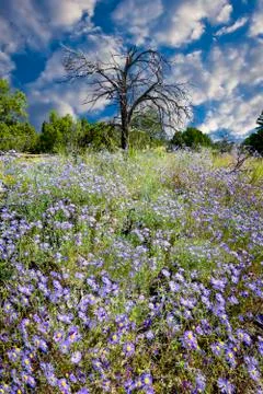 Field of Purple Asters Foto stock