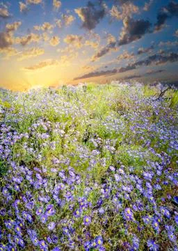 Field of Purple Asters Stock Photos