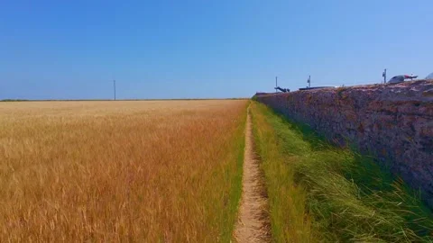 Field of purple flowers along path with blue ocean horizon Stock Footage 340450975