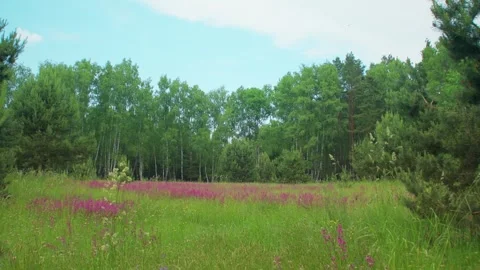 A field of purple flowers in the forest 스톡 동영상 342594860