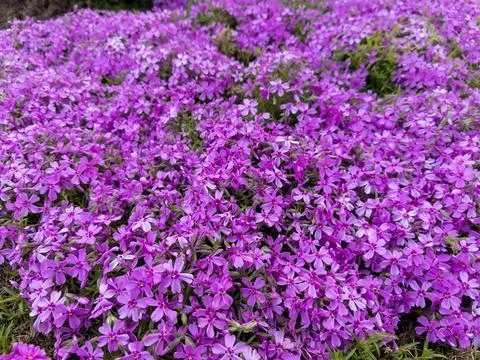 A field of purple flowers in the middle of a field Stock Photos