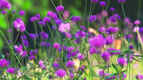 Field of Purple Globe Amaranth Flowers Swaying in Summer Breeze Stock Footage 346410752