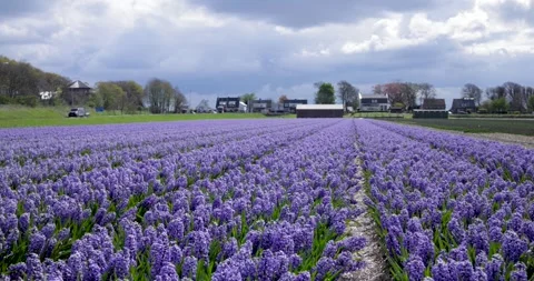 A field of purple hyacinths. Flower fields of Holland. Stock Footage 241443776