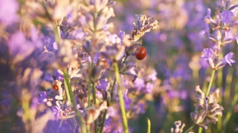 A field of purple lavender at sunset. Video stock 157511571