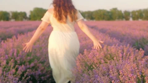 A field of purple lavender at sunset. Stock Footage 157512366