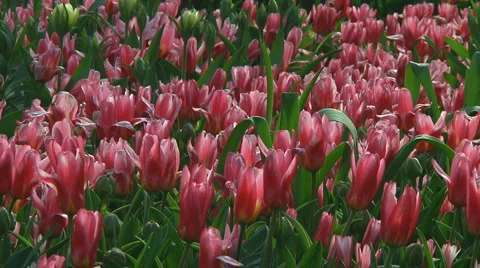 Field of purple tulips Stock Footage 4933945