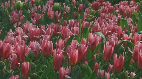 Field of purple tulips Stock Footage 10740414