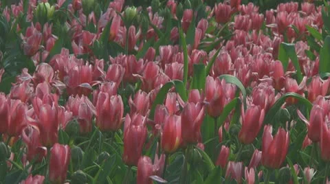 Field of purple tulips Stock Footage 10742636