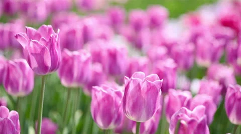 Field of purple tulips in spring Stock Footage 24603799