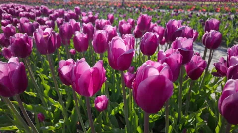 Field Of Purple Tulips Under Bright Sunlight Video stock 343550904
