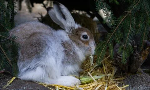 Field Rabbit Stock Photos