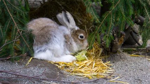 Field Rabbit Foto stock