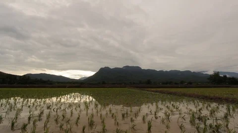 Field with rain on mountain,HD video Stock Footage 80083877
