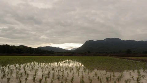 Field with rain on mountain,HD video Stock Footage 80083939