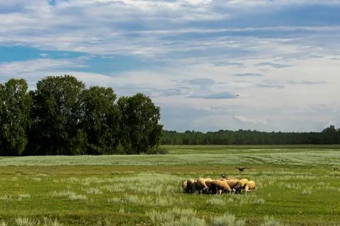 A field with rams and crows sitting on them Фото