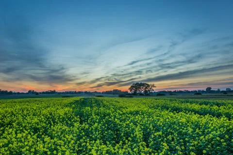 Field of rape and sunset Stock Photos
