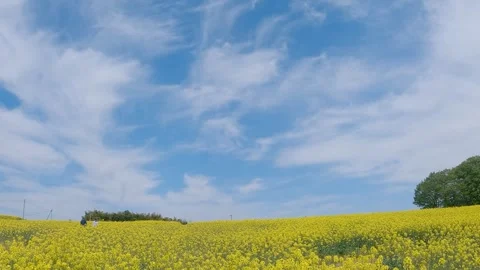 Field of rape blossoms and blue sky Stock Footage 241139559