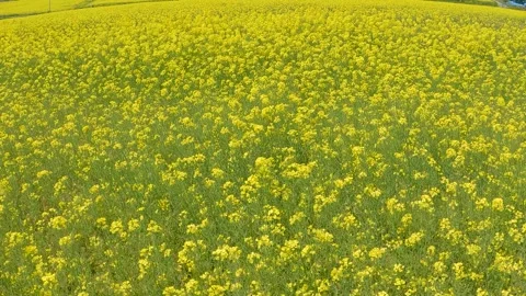 Field of rape blossoms Stock Footage 243856569