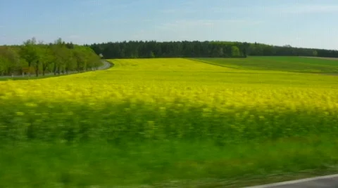 Field of rape Stock Footage 498957