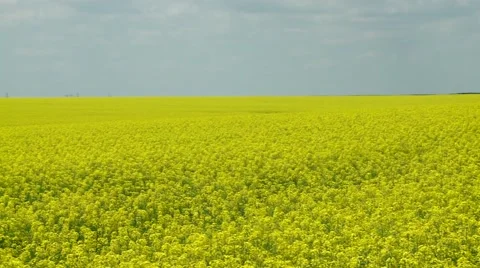 Field with rape Stock Footage 43050493