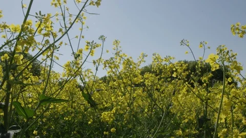 Field of rape in full flower Stock Footage 102114509