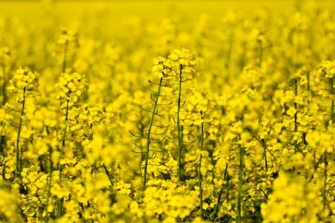 Field of rape Stock Photos