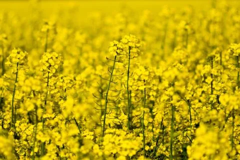 Field of rape Stock Photos