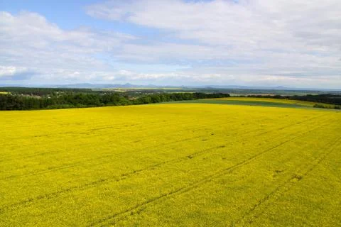 Field of rape Stock Photos