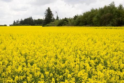 Field of rape plants Stock Photos