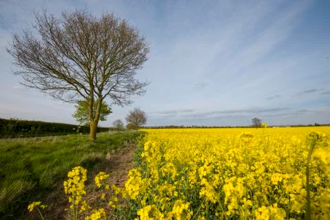 Field of Rape plants Stock Photos