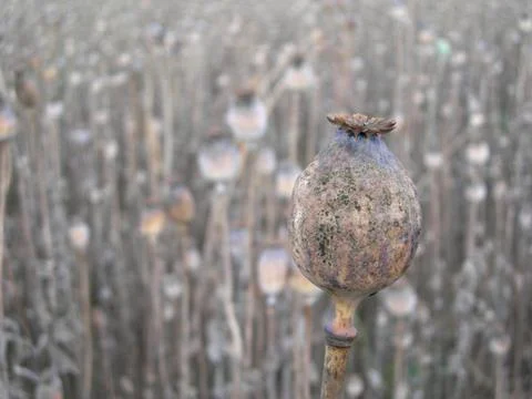 Field with rape poppy Foto stock