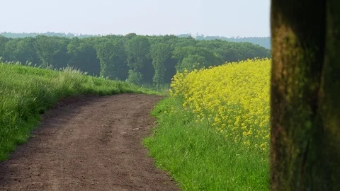 Field of rape seed in blossom Stock-Footage 82574575