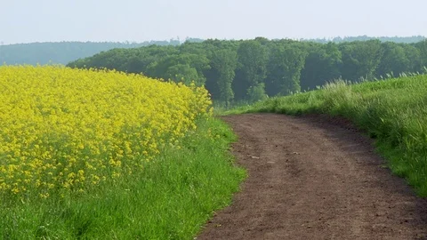 Field of rape seed in blossom Stock Footage 82574615