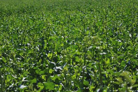 Field of rape in the summer Stock Photos