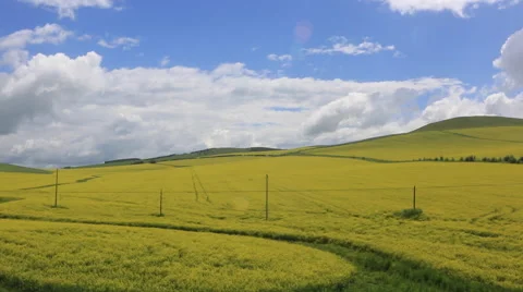 Field of rape under the blue sky Stock Footage 40483633