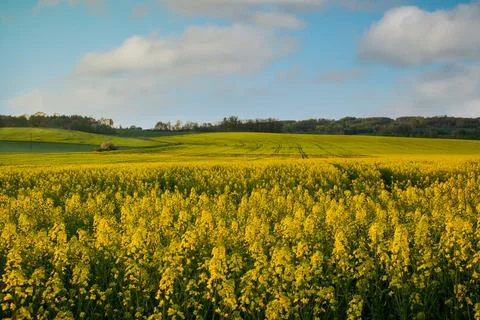 The field of rape under blue sky Foto stock