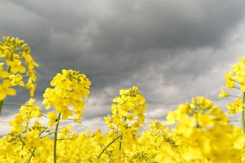 Field of rapeseed against sky with clouds Stock Photos