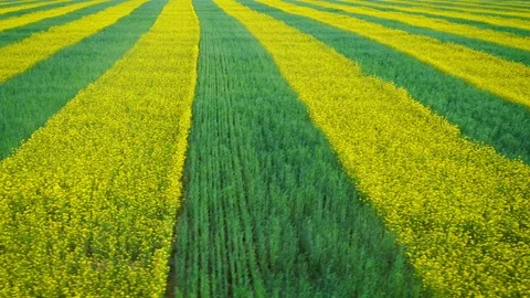 Field Of Rapeseed And Wheat Planted With A Zebra Striped Yellow And Green Aerial Stock Footage 112325018