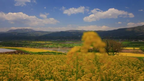 A Field of Rapeseed Bathed in Sunlight with Mount Myoko, Mount Madarao, and the Stock Footage 330316223