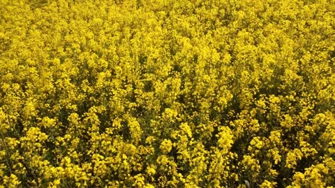 Field of rapeseed in bloom Stock Footage 243682123