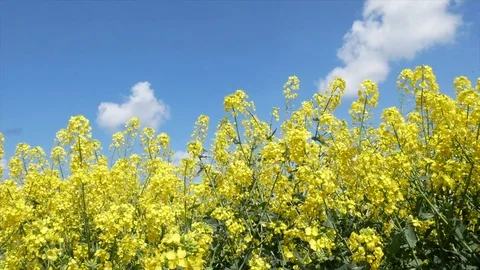 Field of rapeseed flowers Stock Footage 75036928
