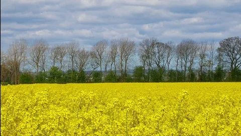Field of rapeseed flowers Stock Footage 75036943