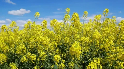 Field of rapeseed flowers Stock Footage 75036949
