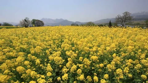 A Field of Rapeseed Flowers Swaying in the Wind, Mount Takakusa, and a Grove of Stockbeeldmateriaal 330188603