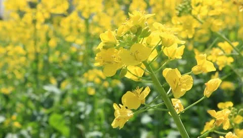 Field of rapeseed 스톡 동영상 10855294