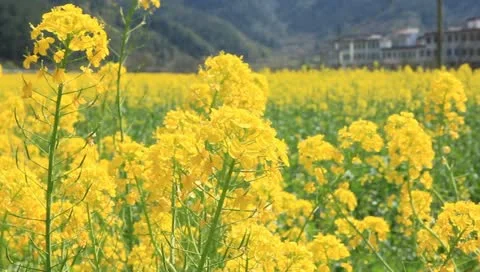 Field of rapeseed 스톡 동영상 10855348